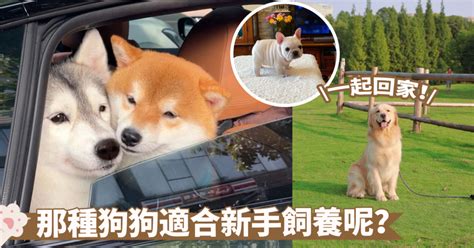 養狗|萌寵新選擇！養狗新手必看：10種最適合的狗狗品種有。